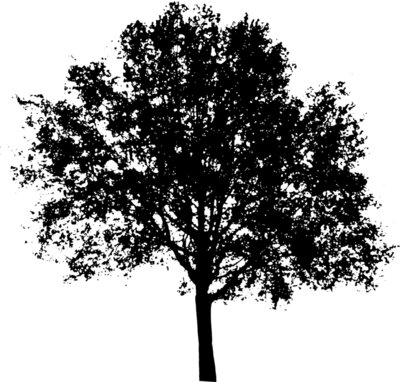tree55