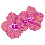 Hibiscus Tropical