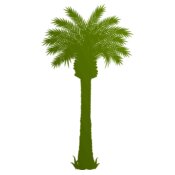 Palm tree 3