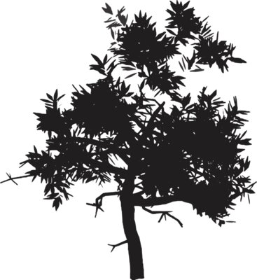 Leafy Black Tree
